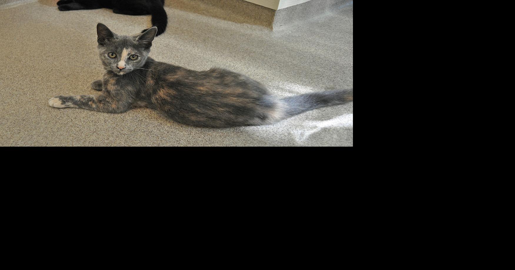 A purrfect play date New technology connects shelter cats to