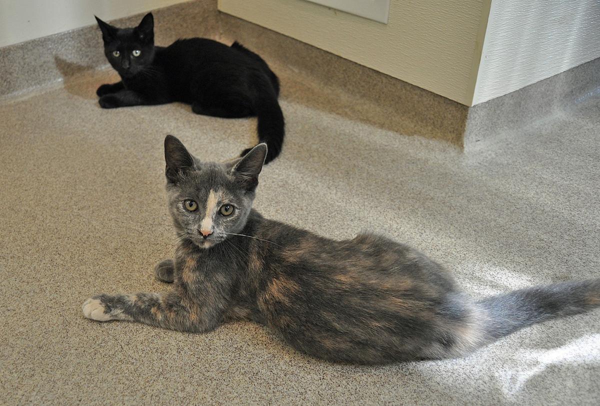 A purrfect play date New technology connects shelter cats to