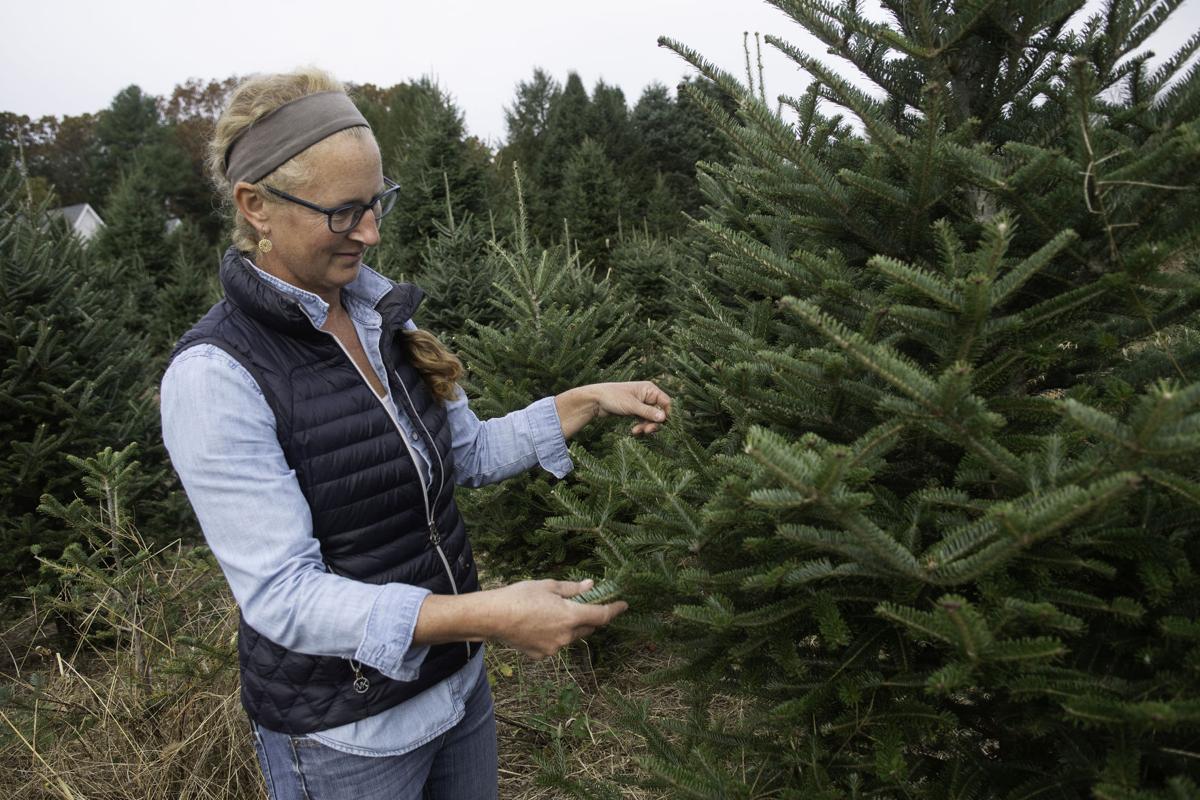 Green Acres Searching For The Perfect Christmas Tree This Holiday Season South County Has You Covered South County Life Magazine Independentri Com