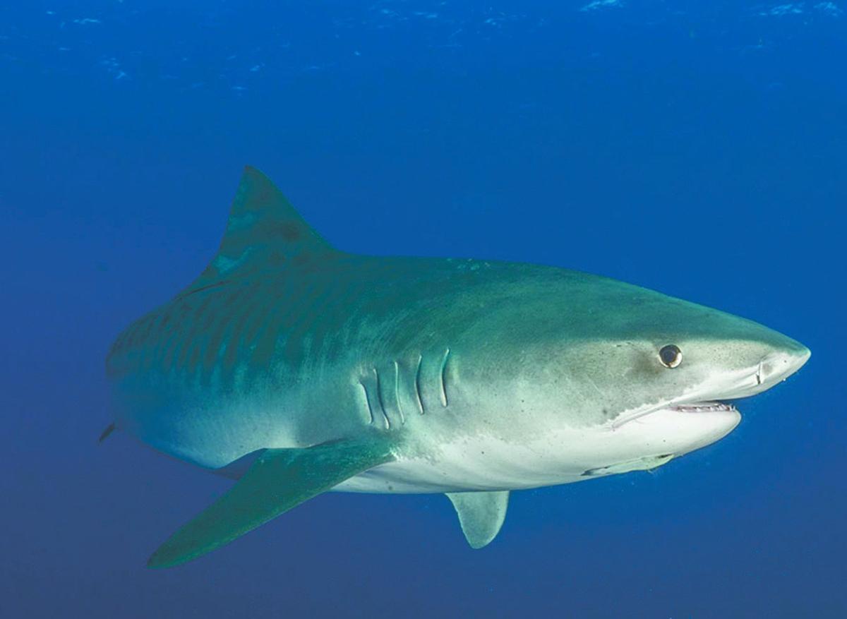 Higher Ed: URI shark study