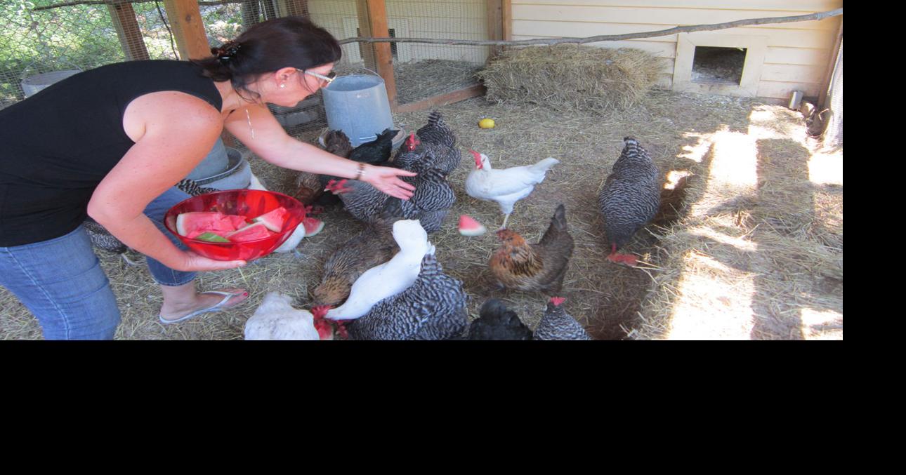 Zoning Board rejects dog day care, hobby farm proposals North Kingstown