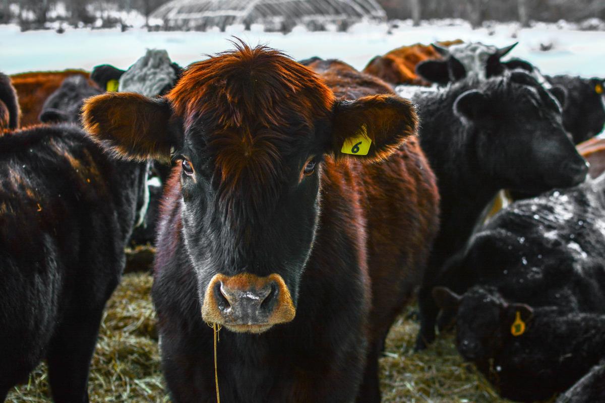 180301scl photo contest Breau_Frank COW-0480.jpg