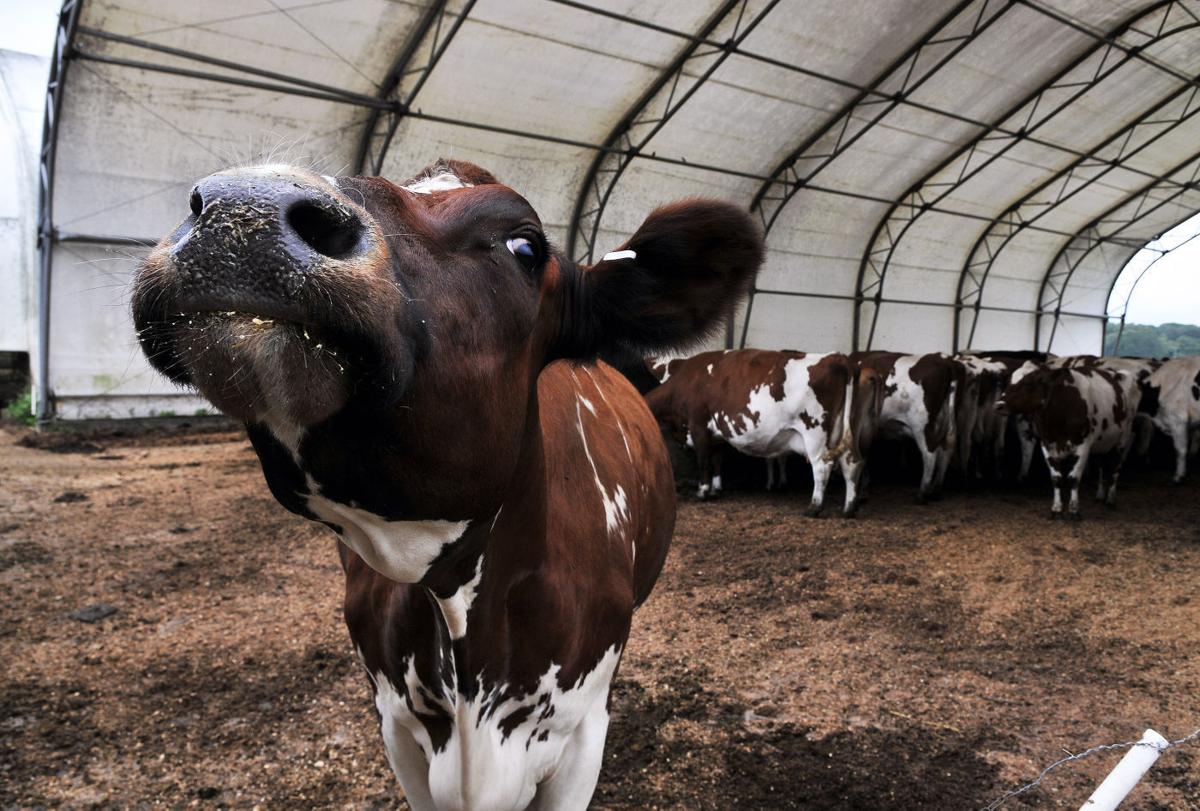 Cottrell Homestead named 'Outstanding Dairy Farm of the Year' South