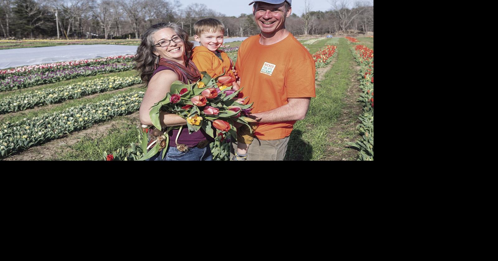 Spring is in full bloom at Wickford Tulips in Exeter News