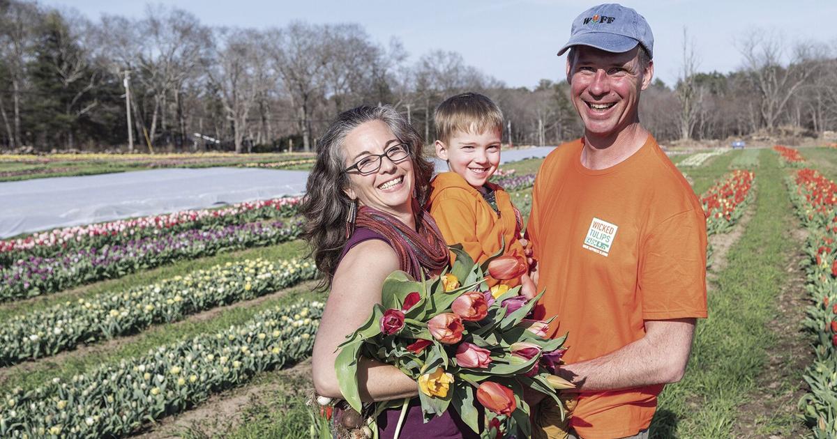 Spring In Exeter Spring is in full bloom at Wickford Tulips in Exeter | News ...