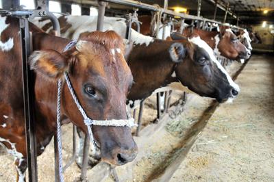 Rhode Island S Dairy Farmers Face Difficult Climate
