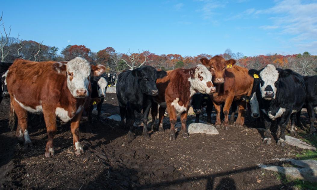 ‘Harvesting Rhode Island’ series to spotlight local farms North