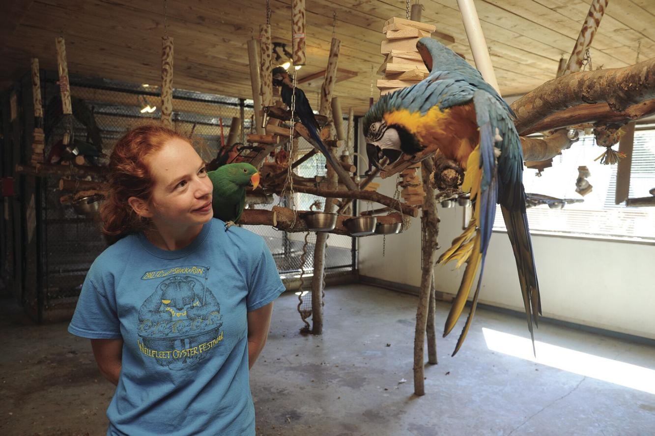 Flock Together: Foster Parrots help forgotten birds spread their wings
