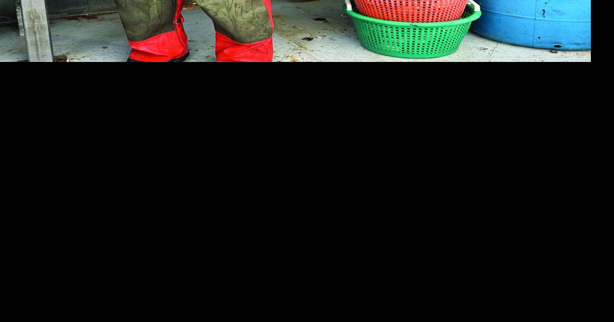 Rising ocean temps could devastate local scallop fishery