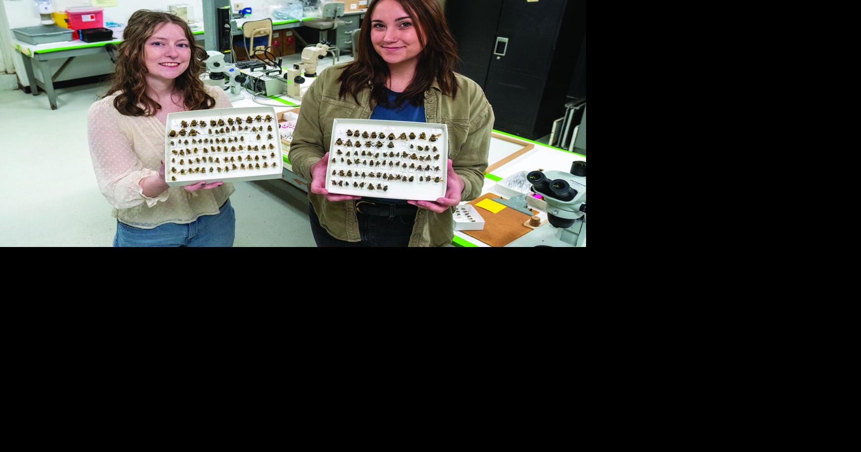 URI researchers: Early-arriving bees aren’t here to harm