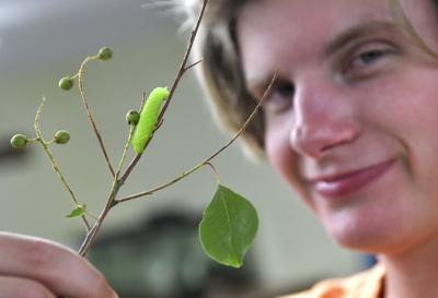 Moth Mingle Event Sheds Light On Diversity Of Ri S Winged Insects Arts Living Independentri Com