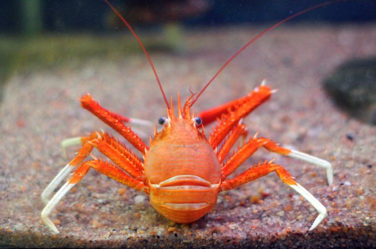 A squat lobster