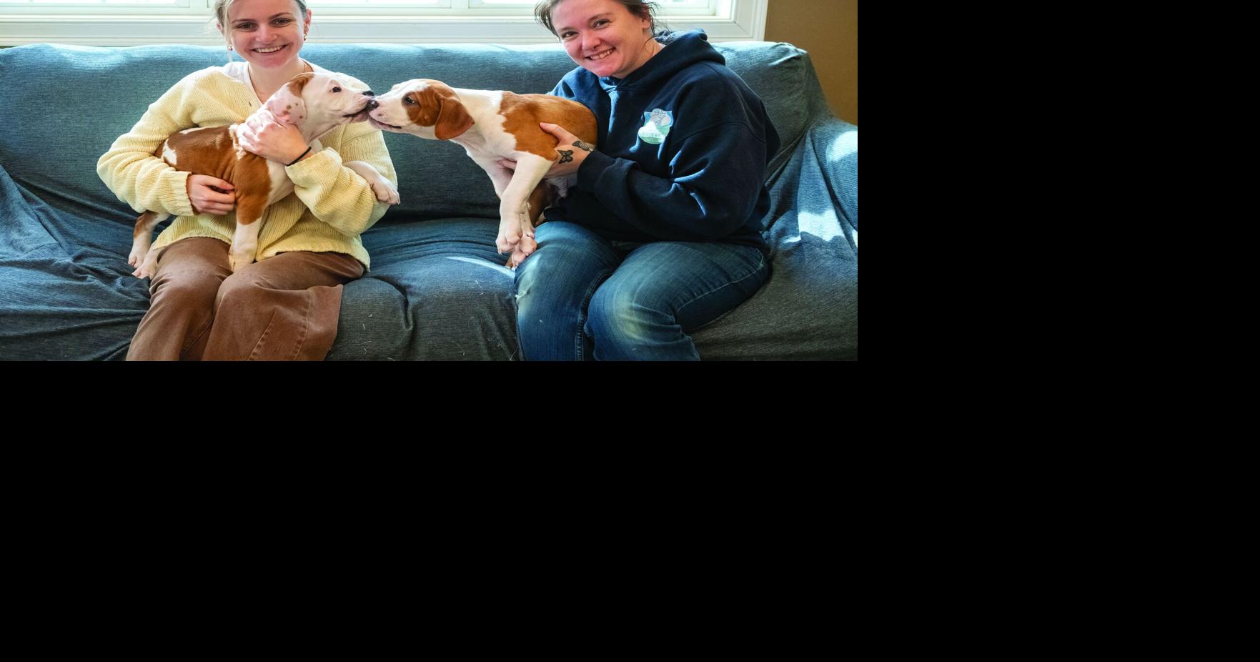 Animal Rescue RI celebrates a moment of stardom for local puppy