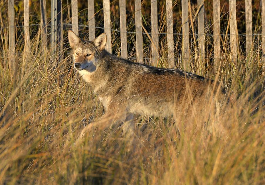 Grant To Fund Study Of Rhode Island S Coyote Population