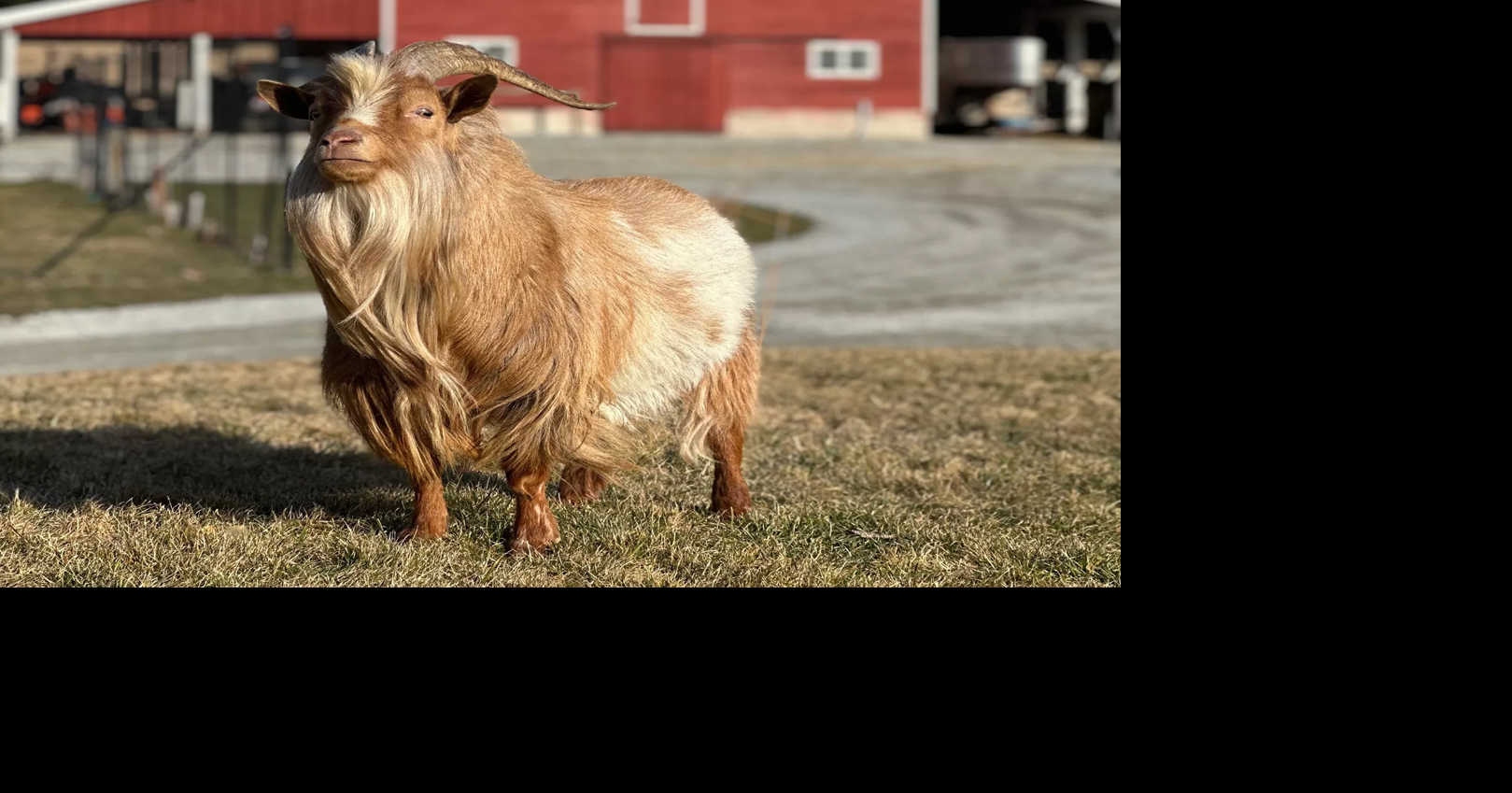 Bo the goat announced as Spokane Interstate Fair mascot, Lilac City ...