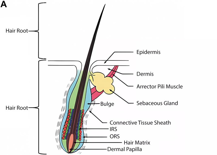 A research team at WSU has developed an AI model for analyzing hair ...