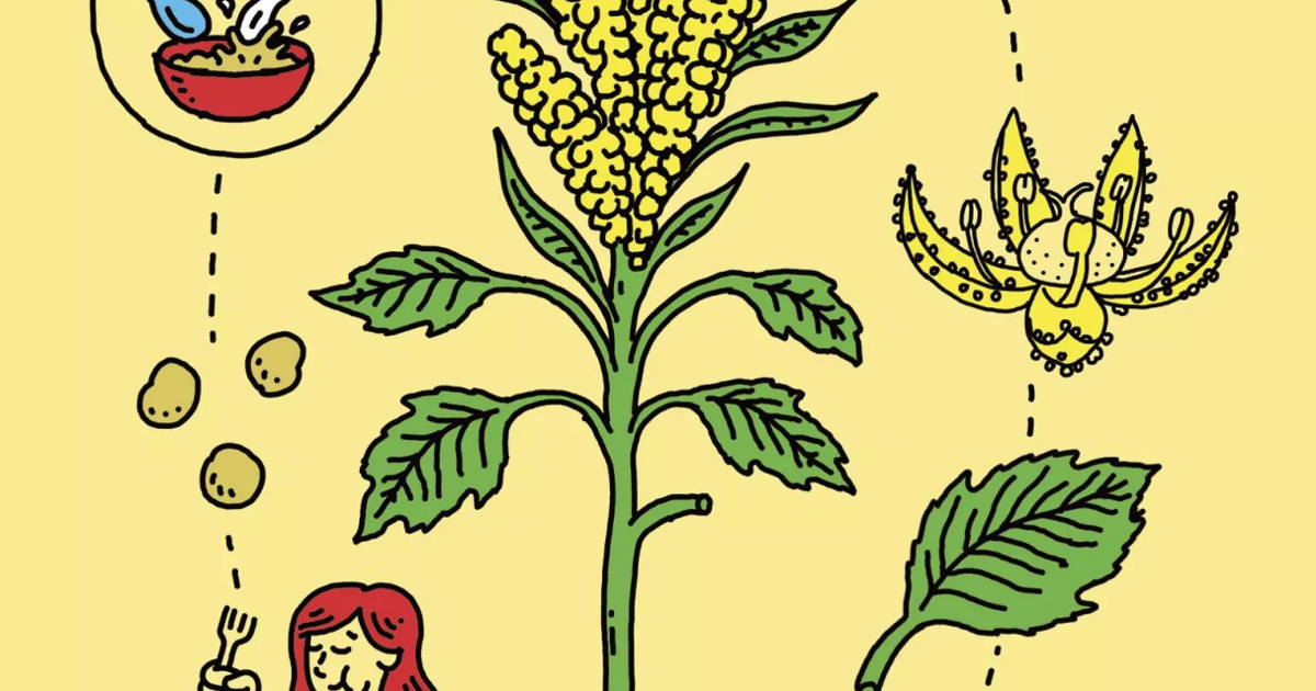 WSU Researchers Are Helping Breed Resilient Quinoa Strains To Fight wsu-researchers-are-helping-breed-resilient-quinoa-strains-to-fight