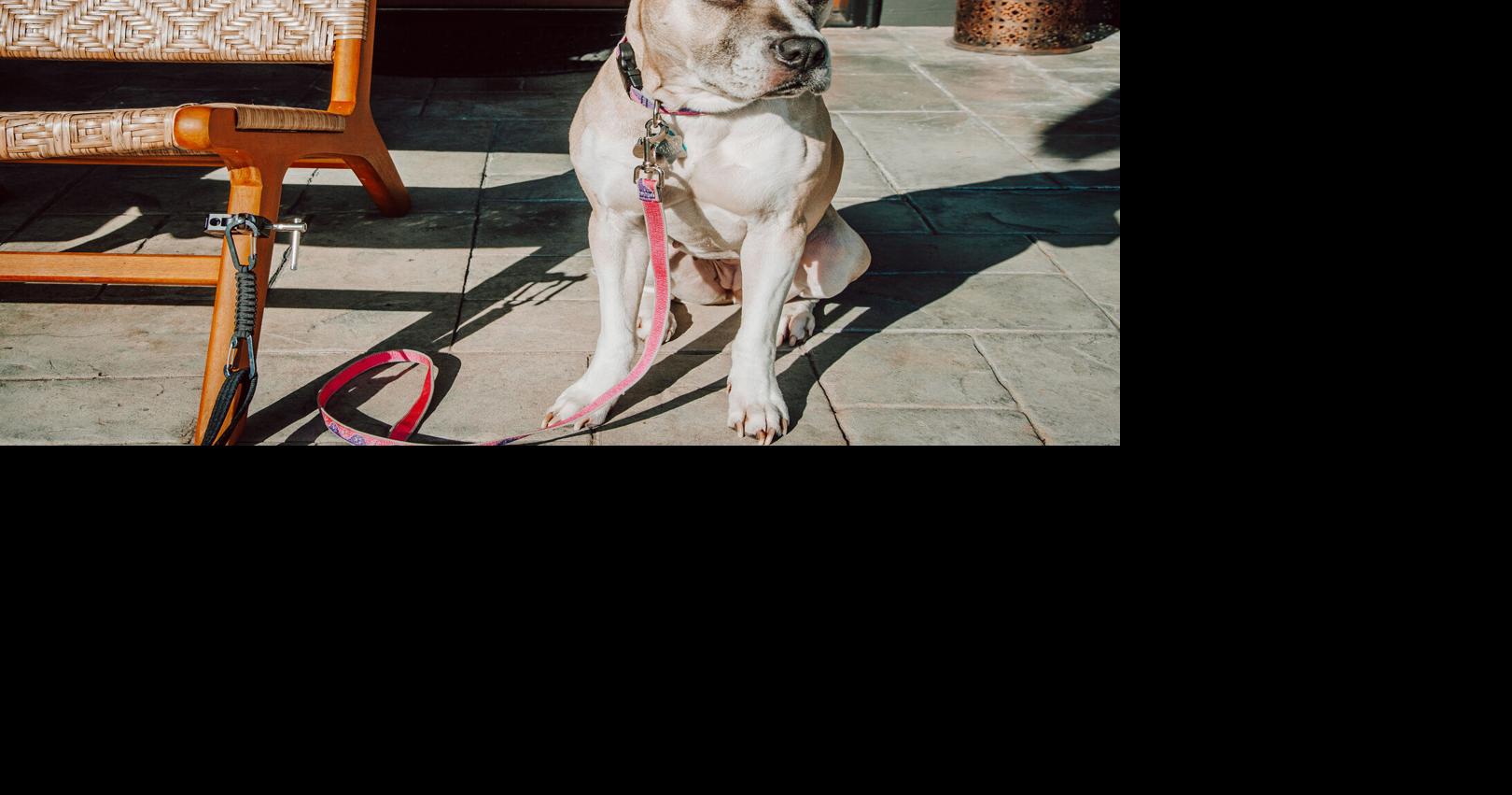 A roundup of local pet-related news on new products, events and more 