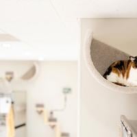 A donation and volunteer guide to some of the Inland Northwest’s many animal rescue nonprofits