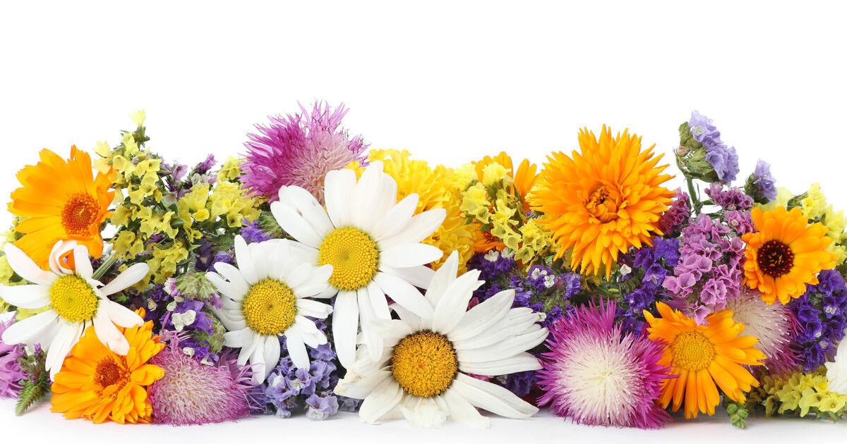 EVENTS Events: Flower Power May 5, 2026 1 hr ago