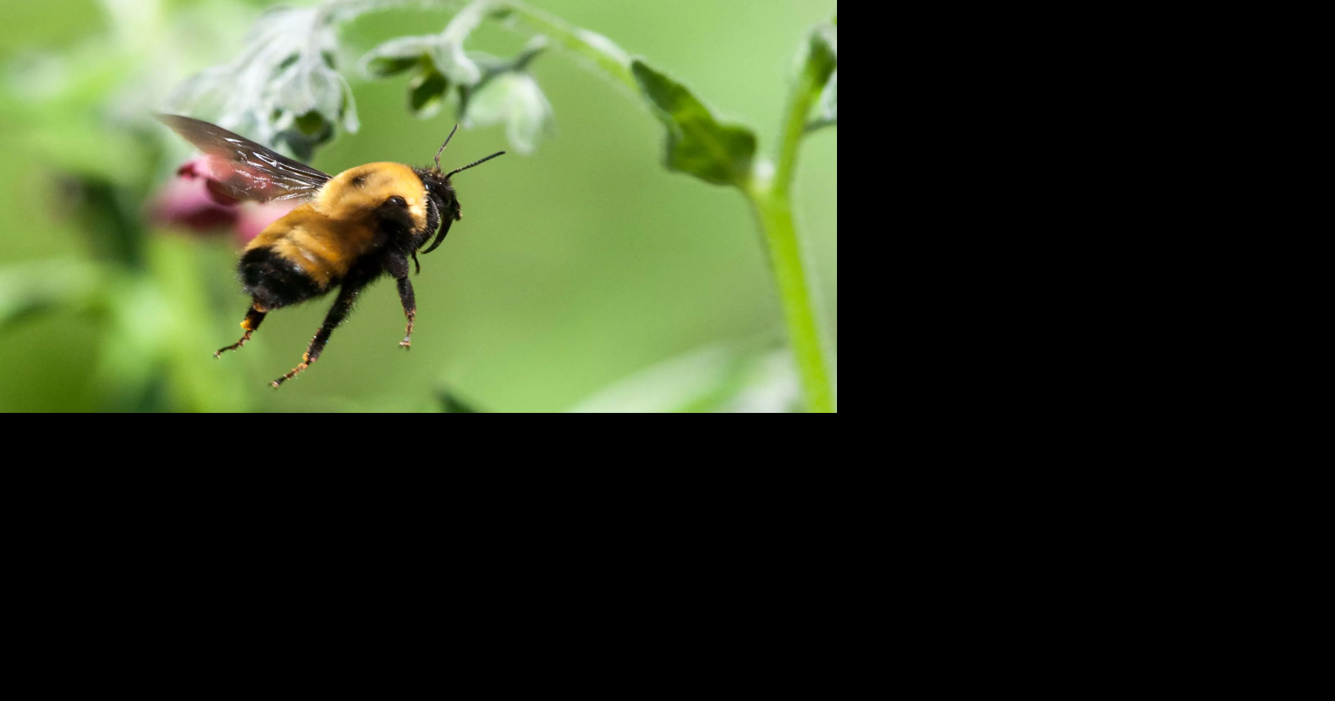GOOD NEWS: These local insects never murdered anybody that we know of ...