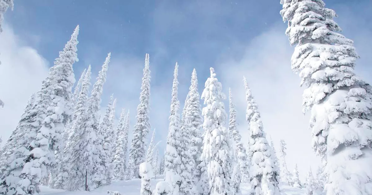 Slipping through the pines and into the past | Snowlander | inlander.com