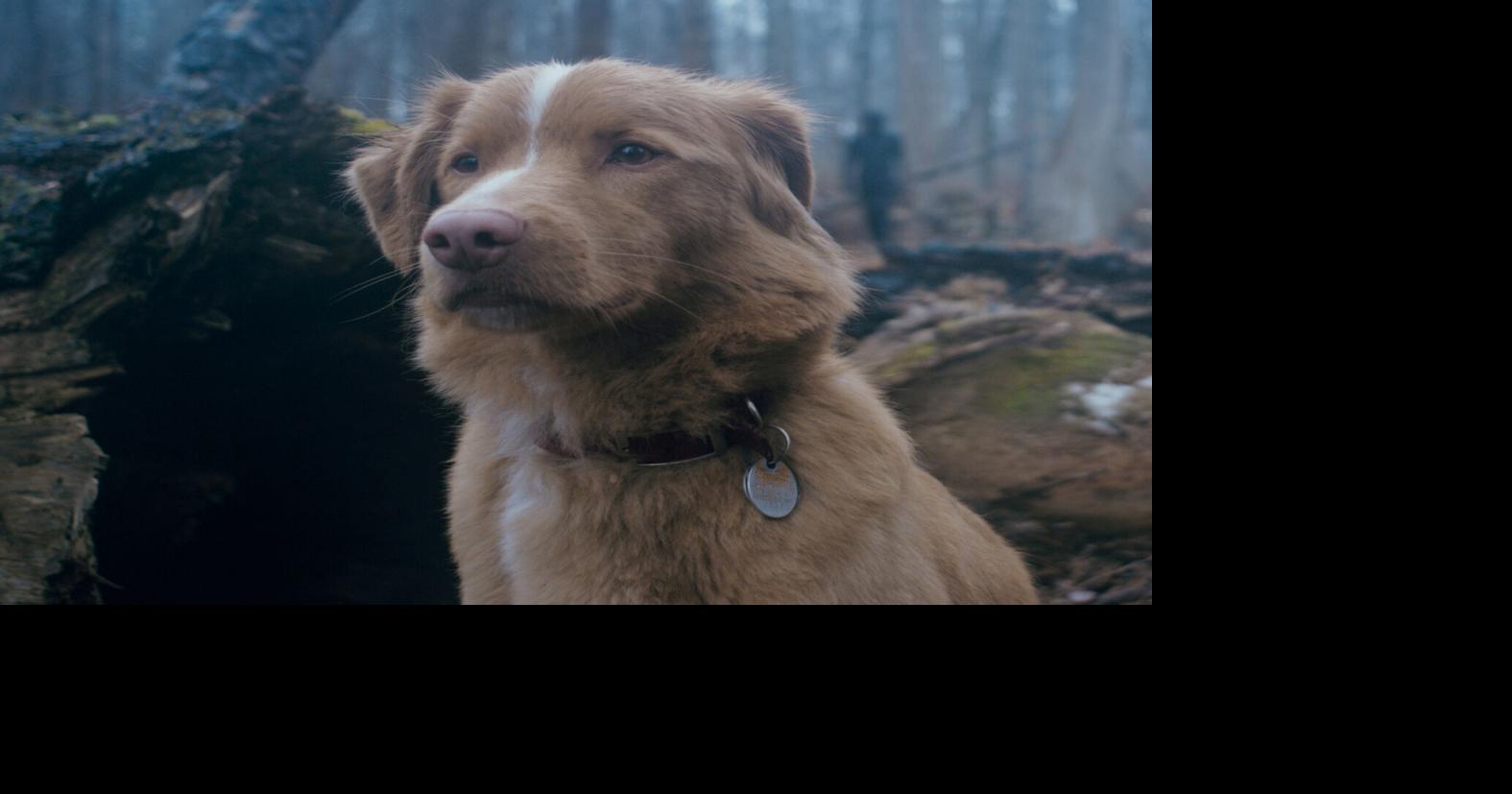 Good Boy manages to bring emotional depth to a horror movie from a dog’s POV