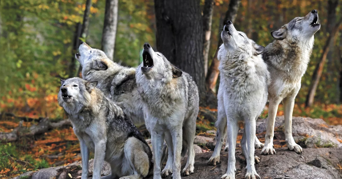 Nwt Wolves The urge — and trepidations — of connecting more deeply with the ...