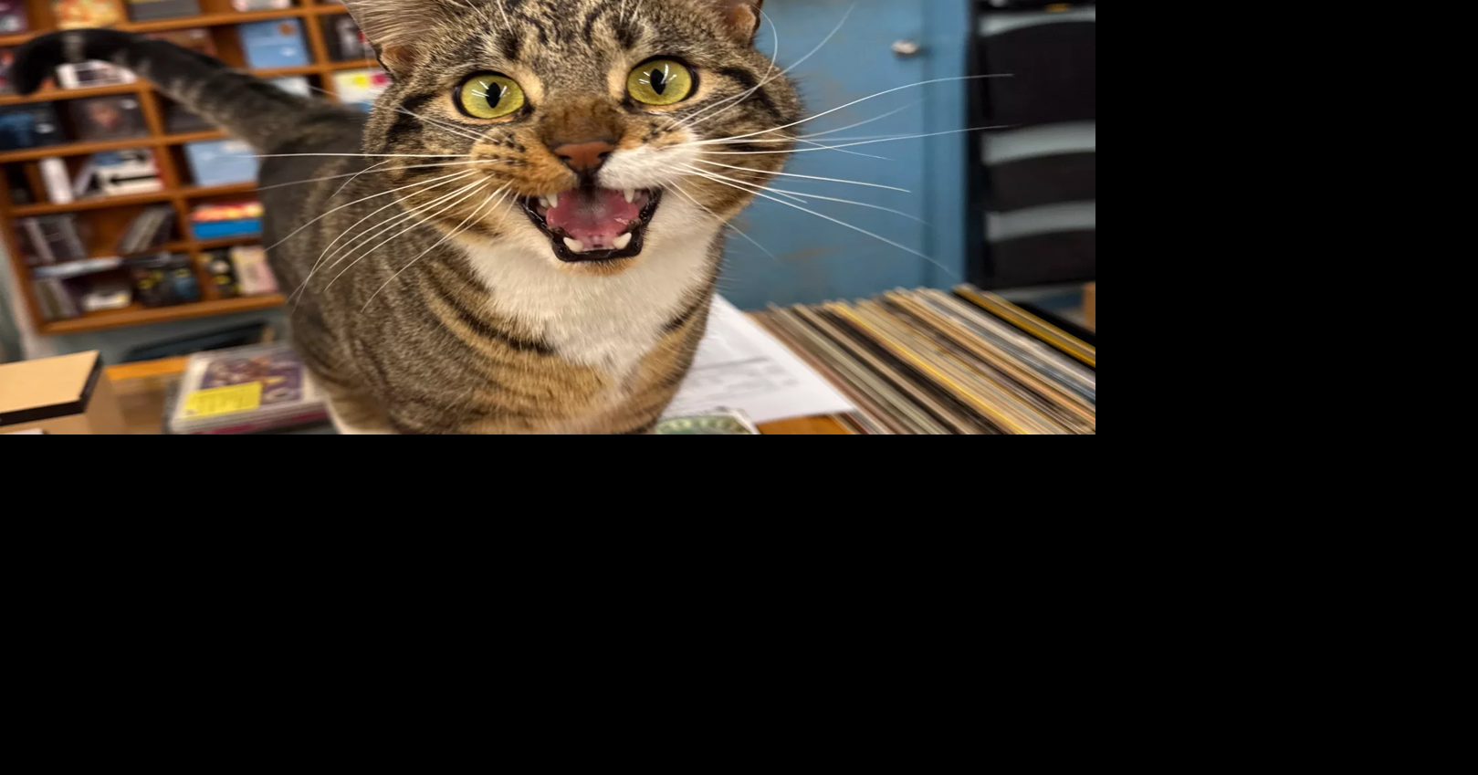 Meet Major Tom, The Long Ear record store's resident feisty feline ...