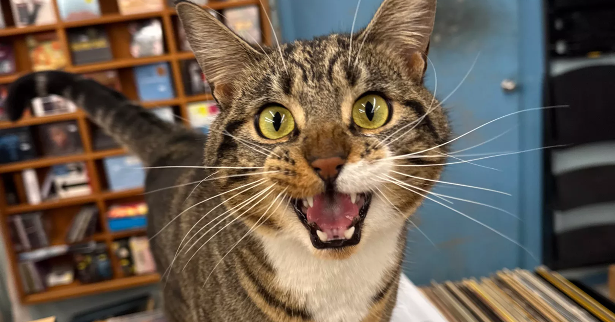 Meet Major Tom, The Long Ear record store's resident feisty feline ...