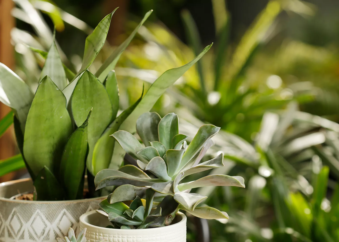 Spokane's Best Garden Supply & Nurseries | Archive | inlander.com