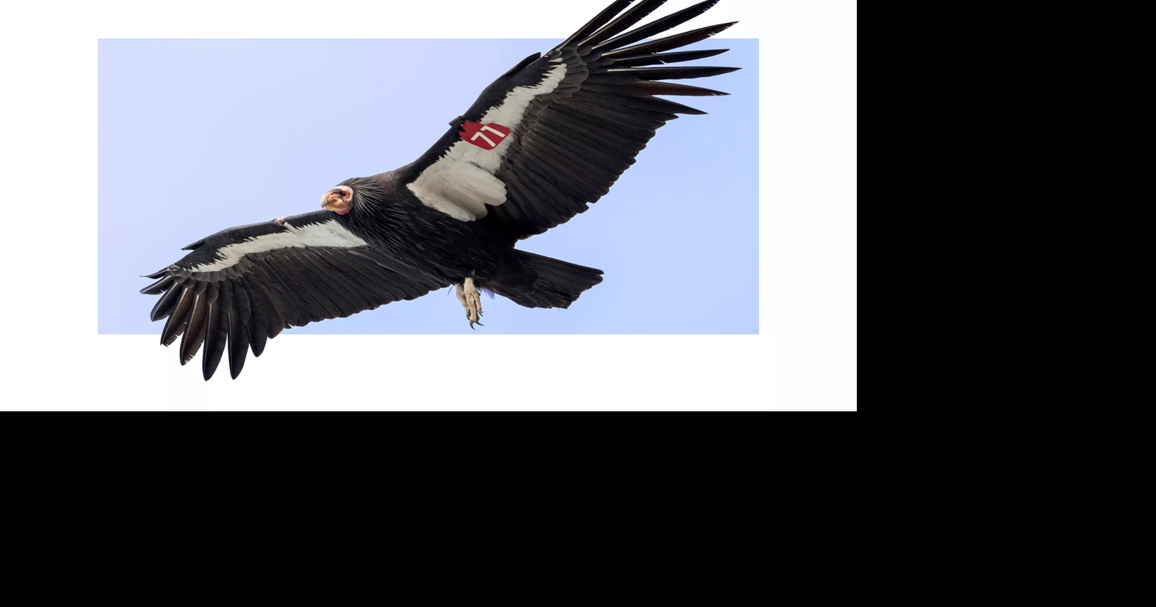 The last scientifically documented sighting of a wild condor in ...