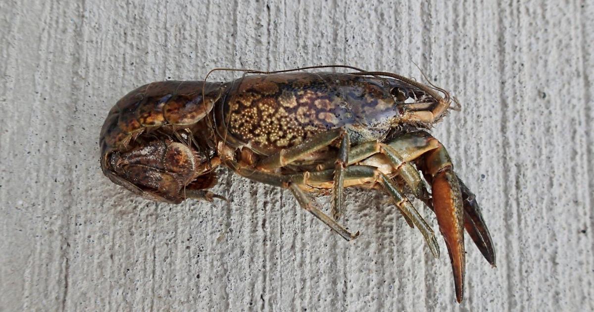 3 invasive species threatening Ontario ecosystems