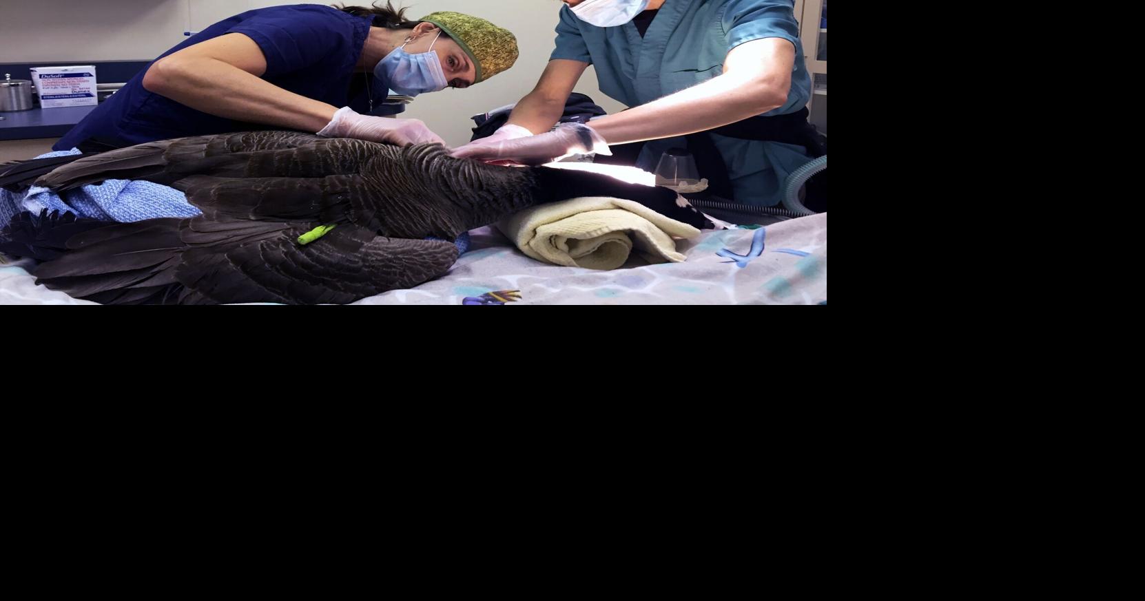 Injured Burlington goose undergoes surgery to remove arrow