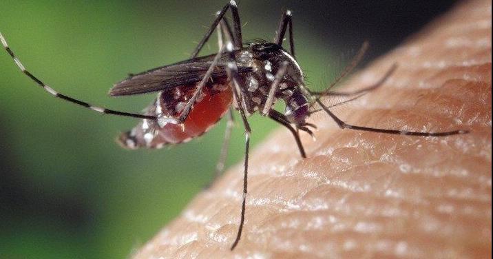 Mosquitoes with West Nile virus confirmed in Halton — 4 things to know