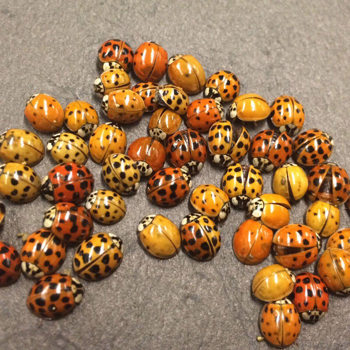 What's with all the ladybugs?