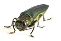 Emerald Ash Borer continues to plague Burlington tree canopy