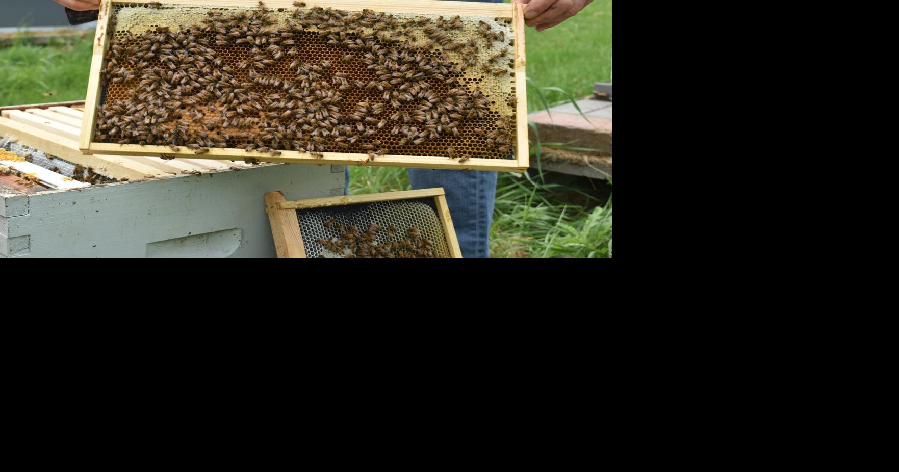 What leads bees to swarm and attack?