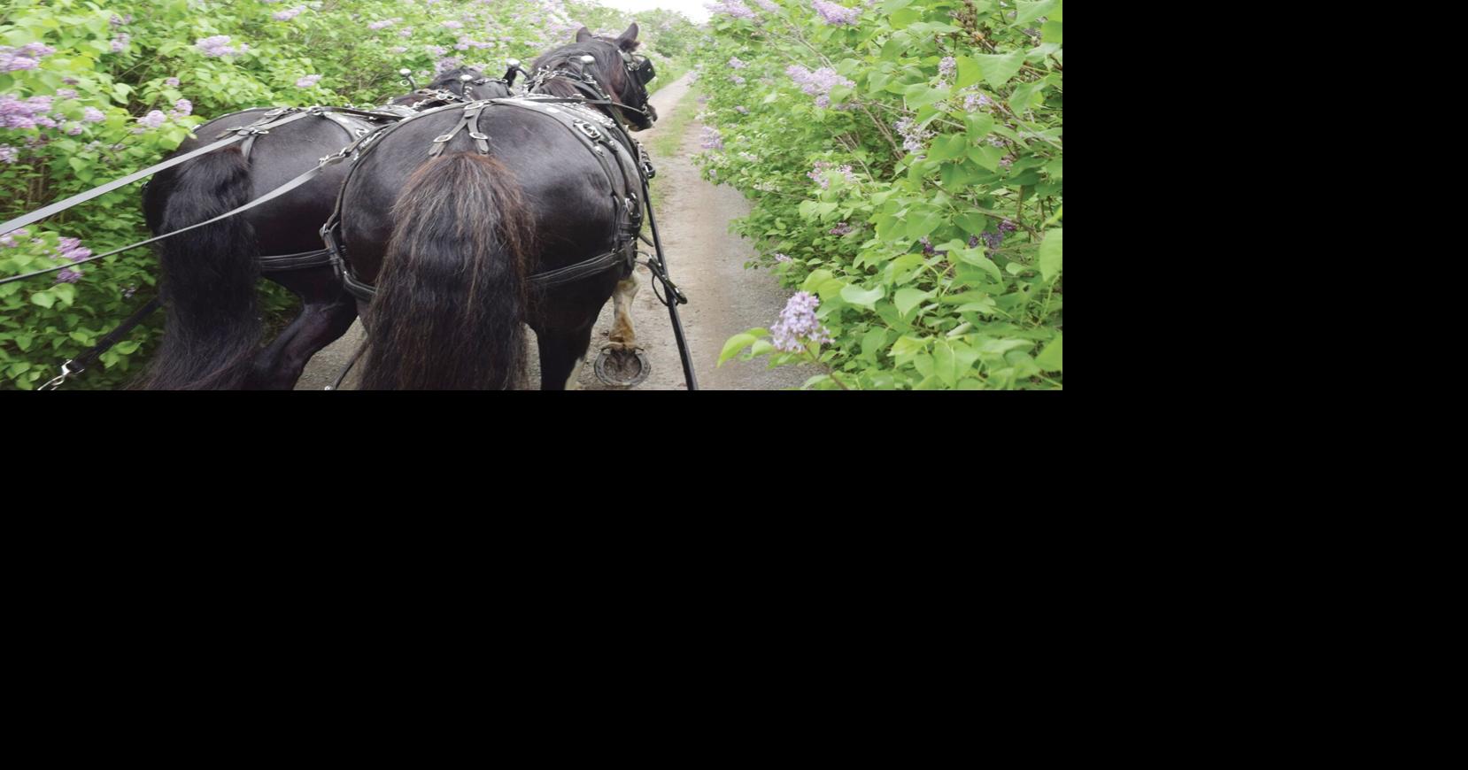 Ontario’s lilac festivals are blooming soon. Here’s where to go for a magical horse ride among acres of fragrant fields