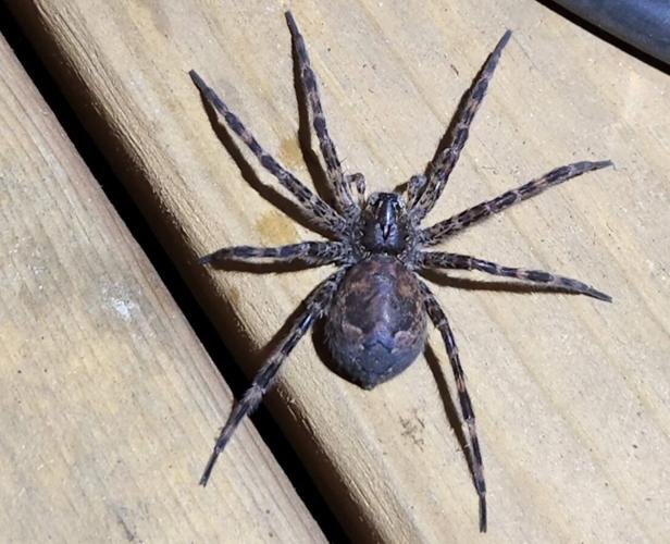 Ontario beach bugs that might bite you this summer
