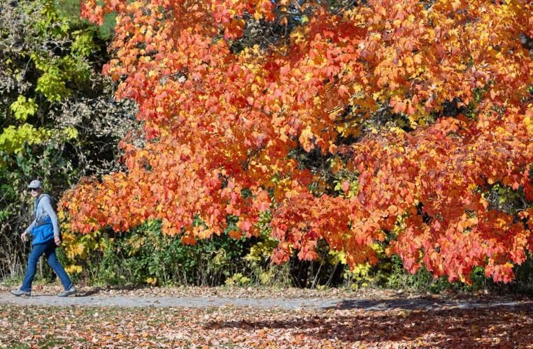 Why fall colours in Ontario might be duller this year