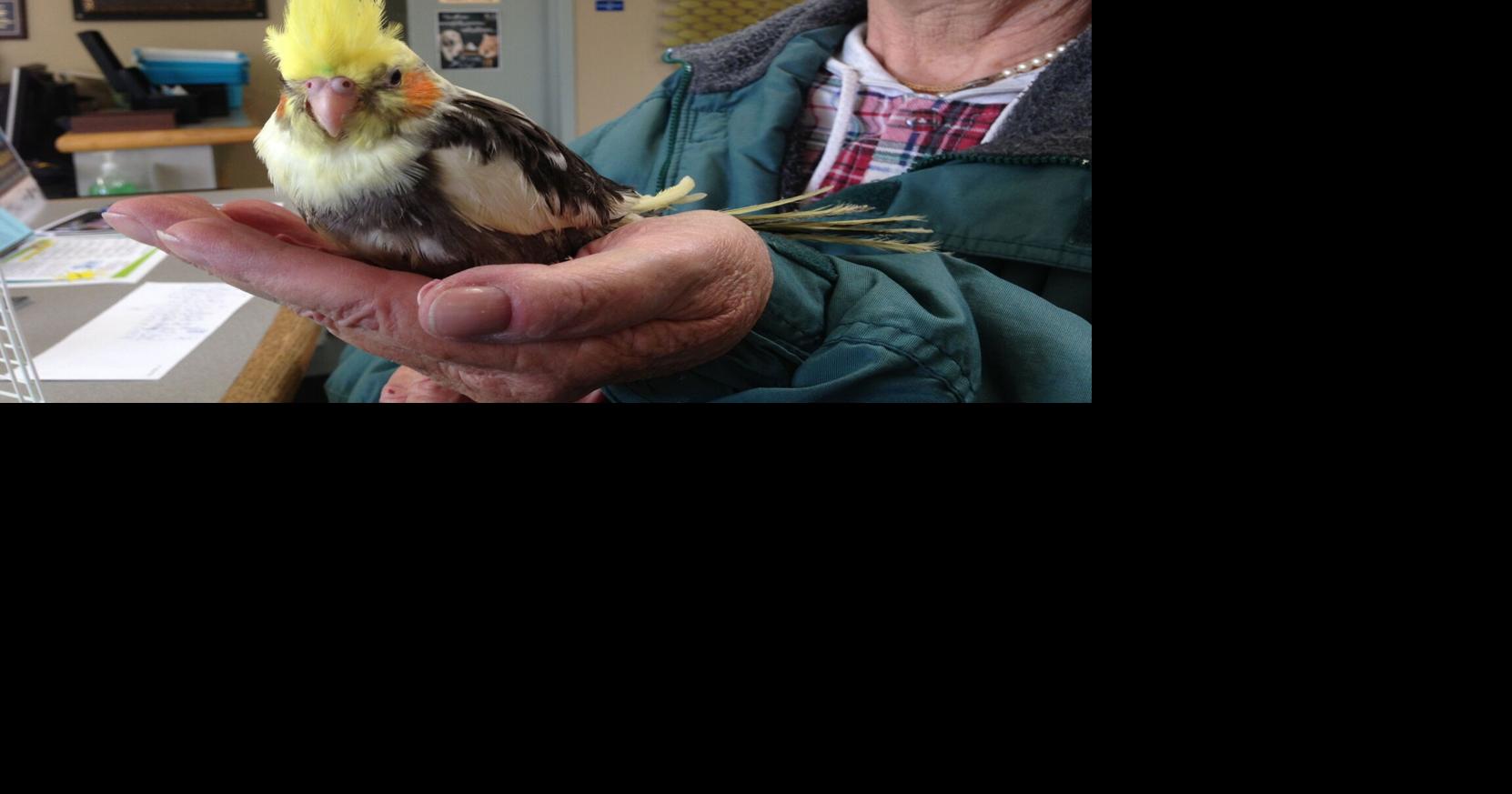 Oakville pet owner desperate to find 12 missing baby birds before they ...