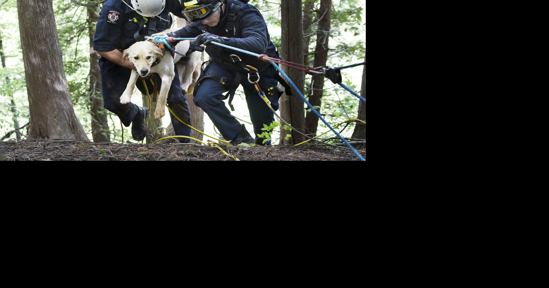 Oakville firefighters rescue man and dog stuck on steep embankment