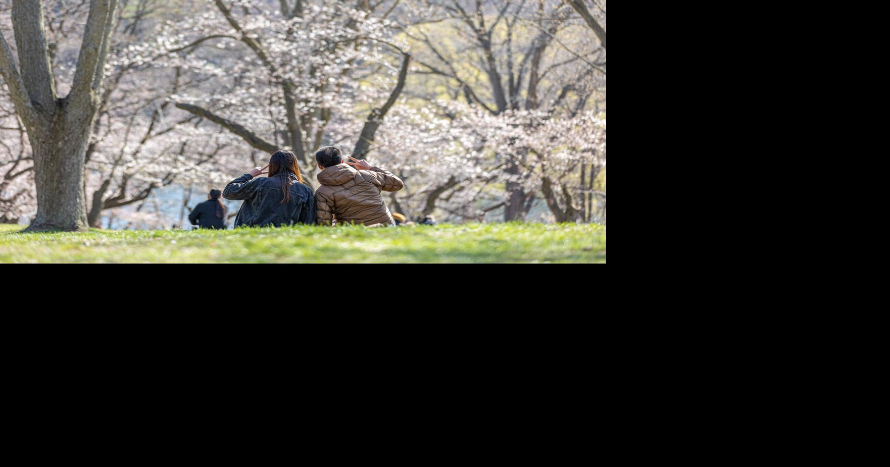 High Park Cherry Blossoms 2026: Peak Bloom Dates & Top Spots