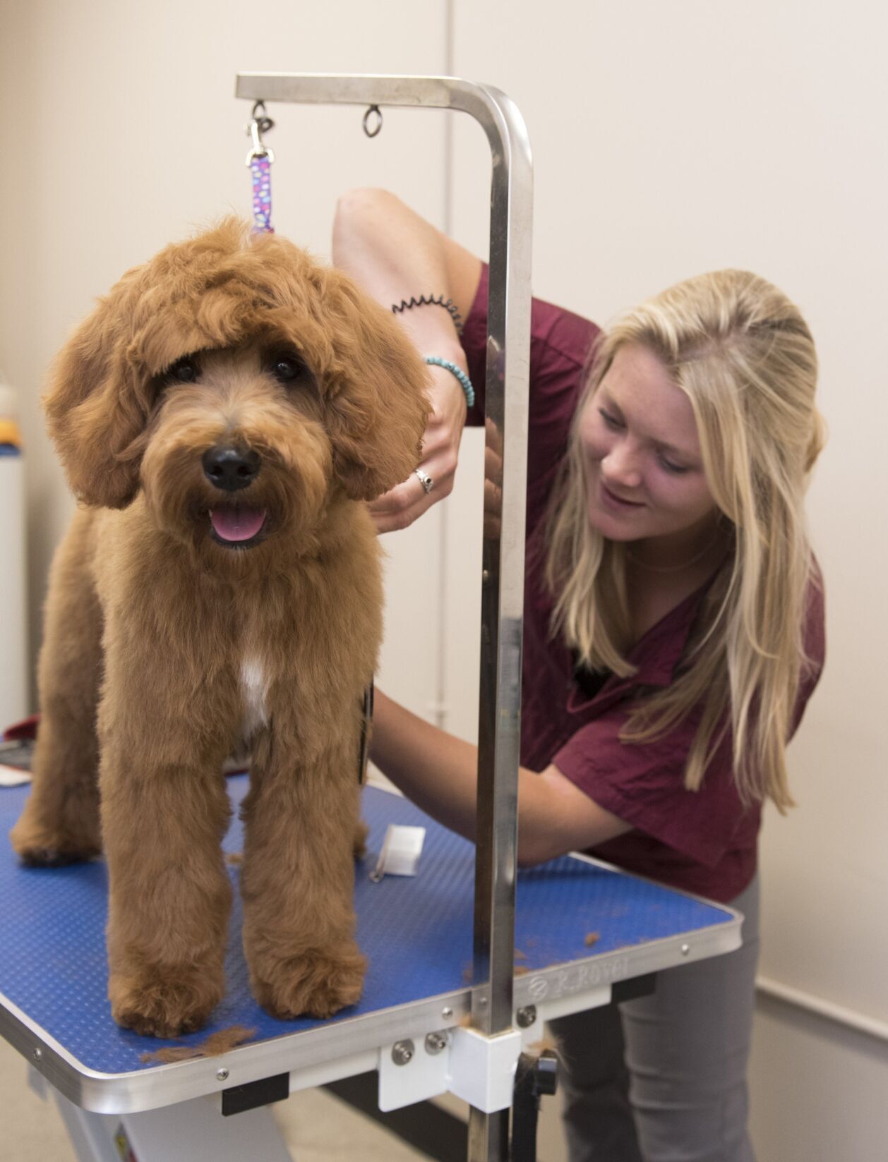 Global pet foods store grooming