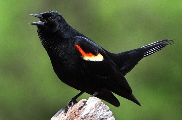 Red-winged blackbirds dive bomb and shriek, but in protection of their  waning population - Cambridge Day