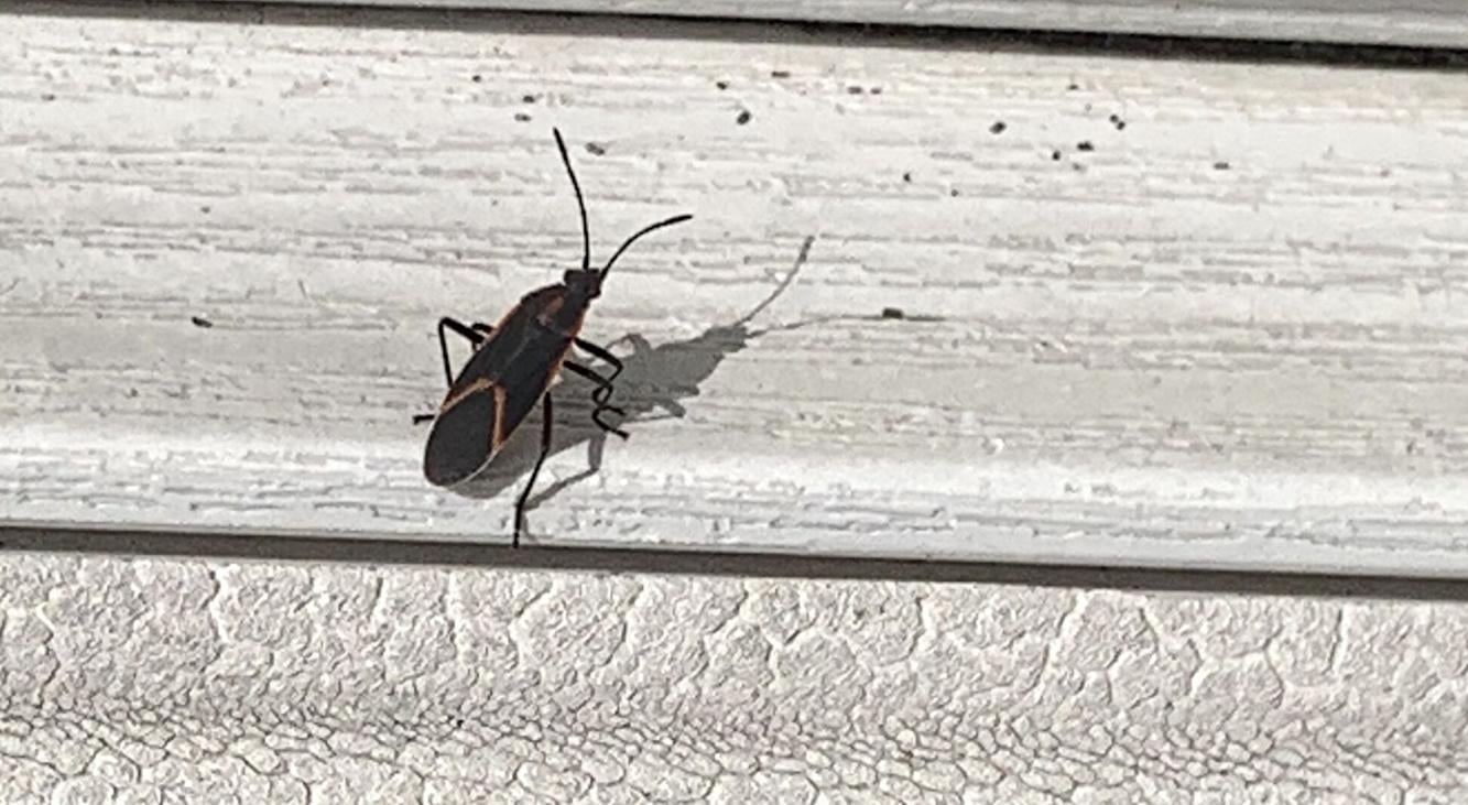 Bugs trying to get into Ontario homes — what are they?