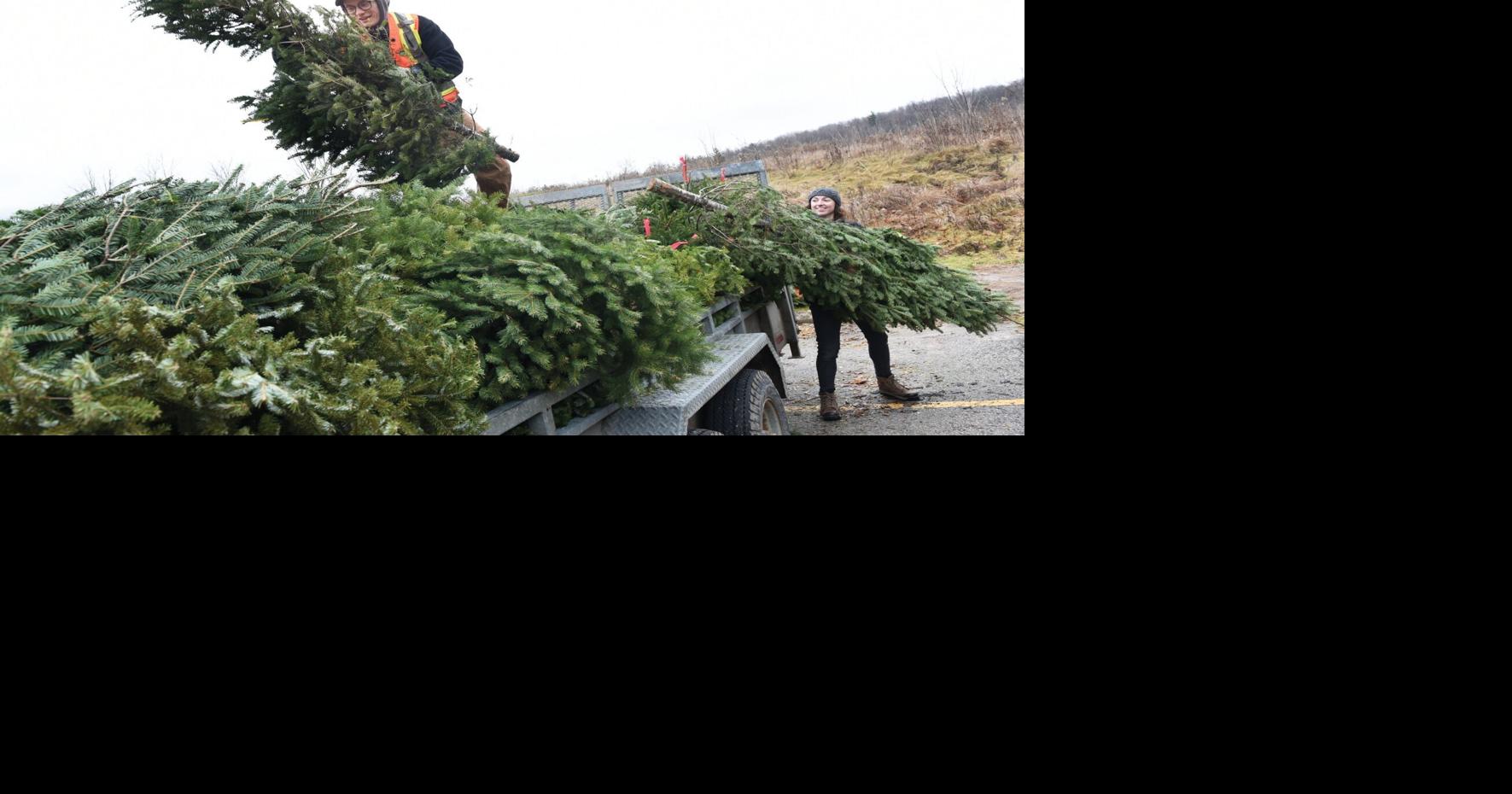 UPCYCLED Christmas trees get regifted for environmental projects