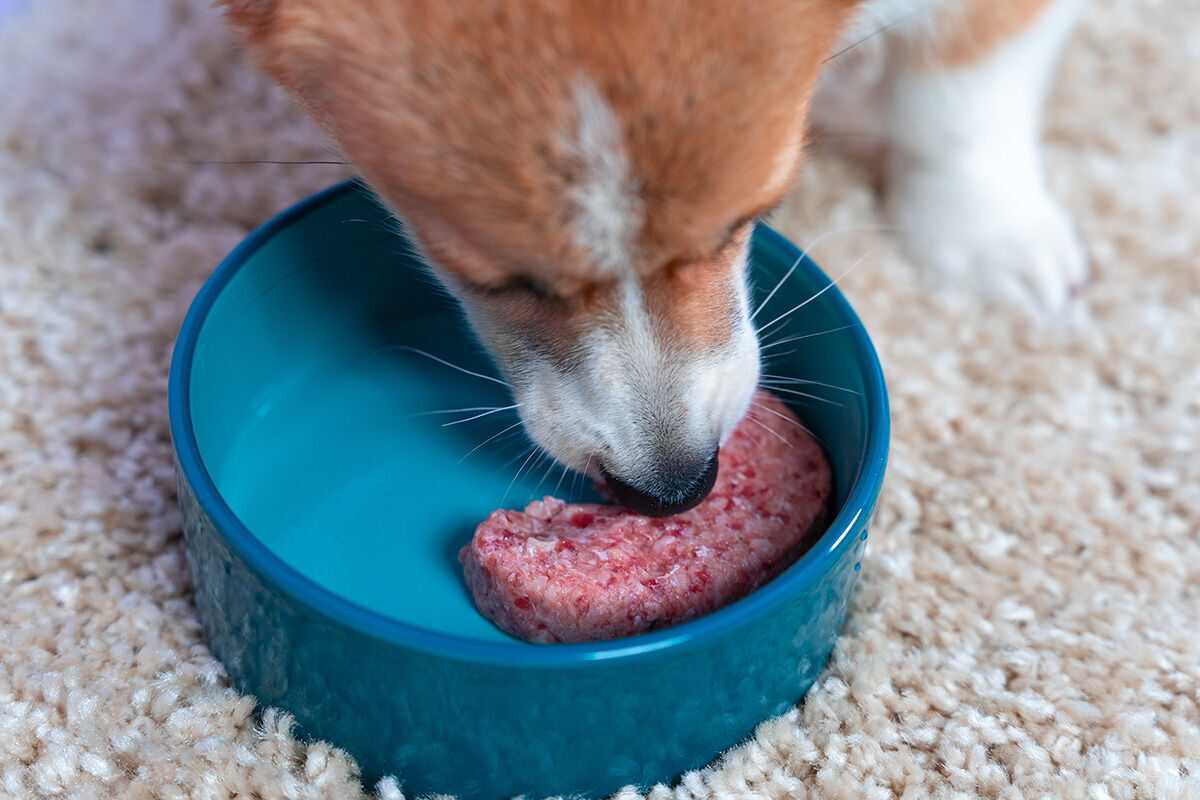 Dog dumps outlet food bowl