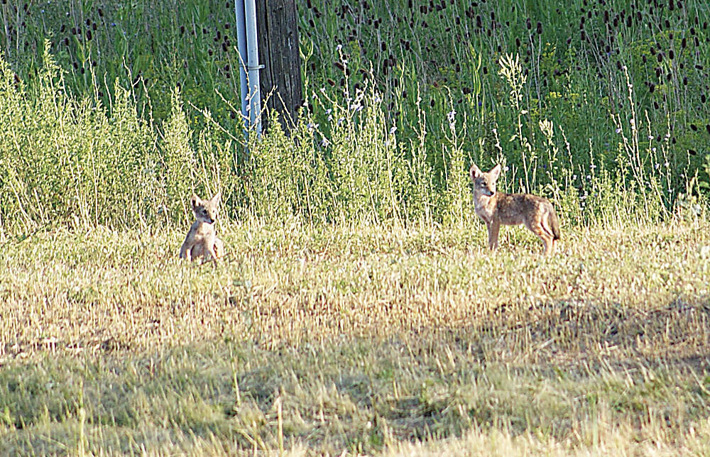 Understanding our fear of coyotes